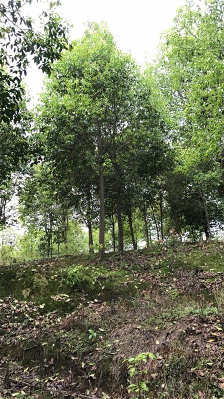 荊州市綠梅園林綠化有限公司